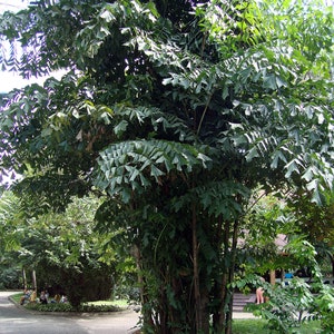 Caryota Mitis 'FISHTAIL PALM' plant about 30-34 inches tall in a small 2 inch pot well-rooted image 1