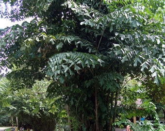 Caryota Mitis 'FISHTAIL PALM' plant about 30-34 inches tall in a small 2 inch pot well-rooted