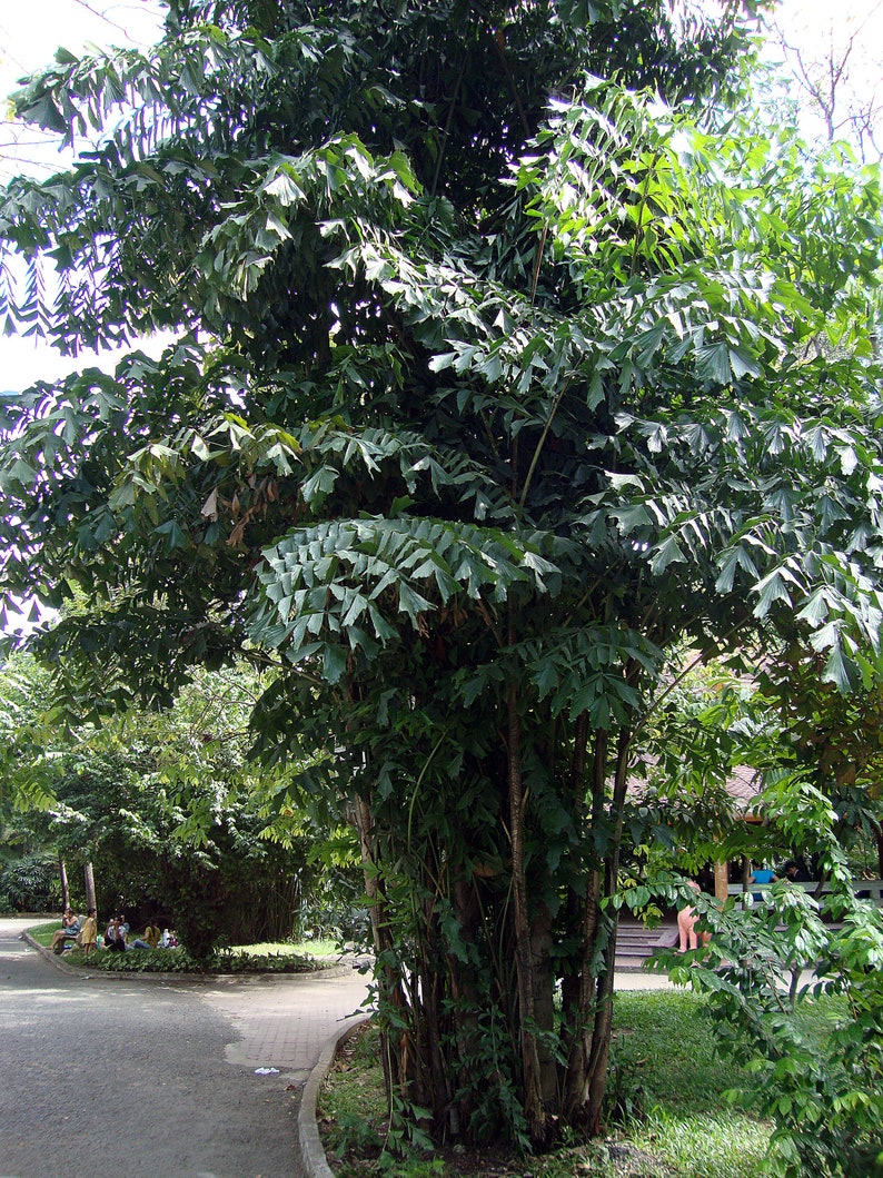 Caryota Mitis 'FISHTAIL PALM' plant about 30-34 inches tall in a small 2 inch pot well-rooted image 1