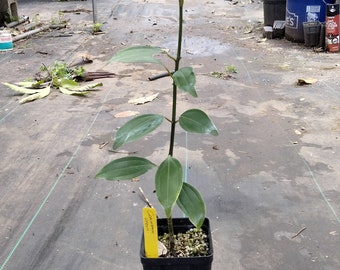 Ceylon Cinnamon Verum Tree about 5 feet tall well rooted in a 4 inch pot Cinnamomum verum