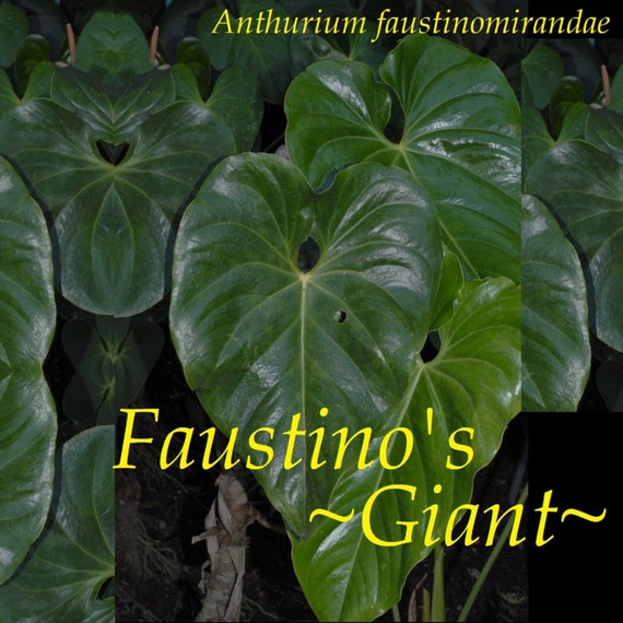 LIVE Faustino's Giant ANTHURIUM Faustomirandae 20-24 Inches Tall Rooted in  a 4 Inch Pot - Etsy
