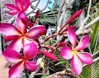 LIVE 'Rainbow' Plumeria Frangipani plant cutting about 12-16 inches