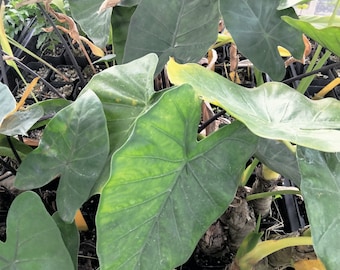 Borneo Giant Alocasia Elephant Ear about 2 feet tall well-rooted in 2 inch pot