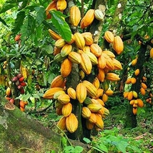 Theobroma Cacao Chocolate Tree Cocoa LIVE PLANT Food of the Gods image 2