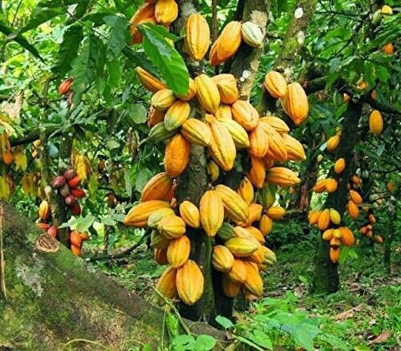 Theobroma Cacao Chocolate Tree Cocoa LIVE PLANT Food of the Gods image 2