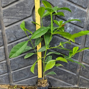 Voacanga africana fruit tree LIVE