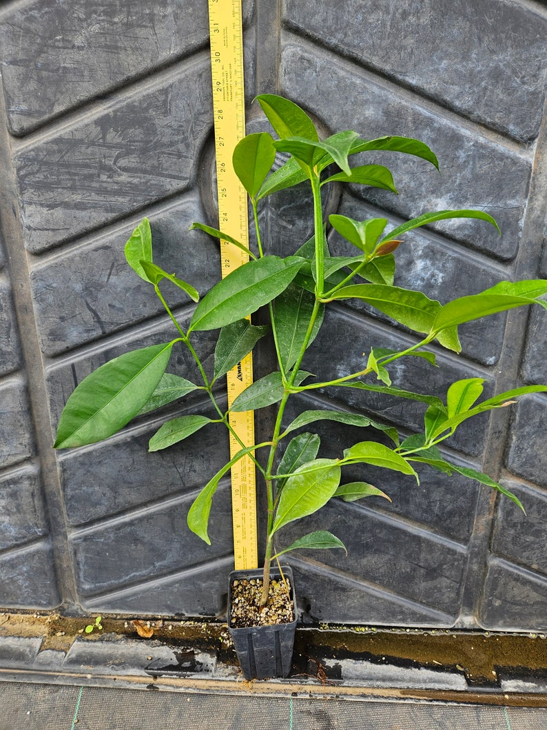 Voacanga africana fruit tree LIVE