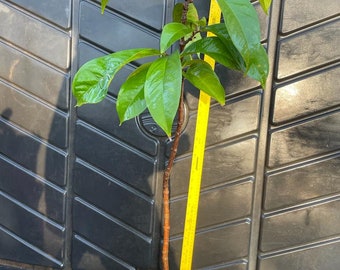 Red Mountain Apple LIVE plant 'Syzygium malaccense' about 3-4 feet tall grown from seed 6+ yrs old.