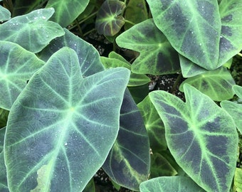 RARE Colocasia Illustris - live Tropical plant~ Hawaiian grown