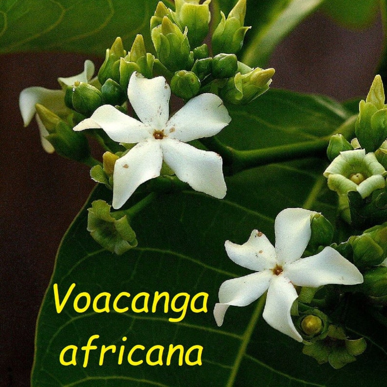 Voacanga africana flower