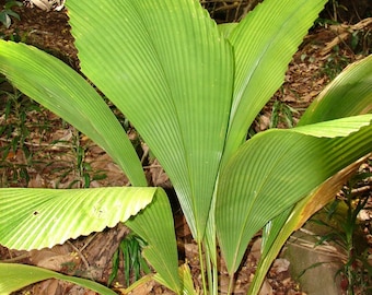 Joey Palm tree Johannesteijsmannia altifrons rooted in a 4 inch pot about 2 feet tall Diamond Joey