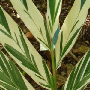 May include: Close-up of a plant with long, variegated leaves. The leaves are a vibrant green with creamy white stripes, creating a striking contrast. The plant's stem is a reddish-brown color, and the background is a mix of brown leaves and soil.
