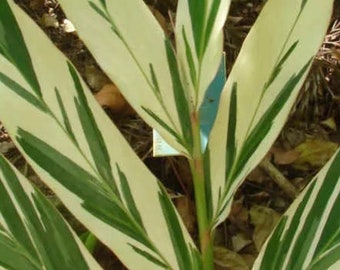 LIVE Variegated Strap Leaf Ginger - Alpinia Albolineata Vittata small Starter PLANT