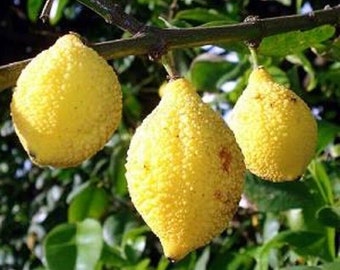 Charichuela 'Garcinia Madruno' Plant about 2 feet tall rooted in 4inch pot