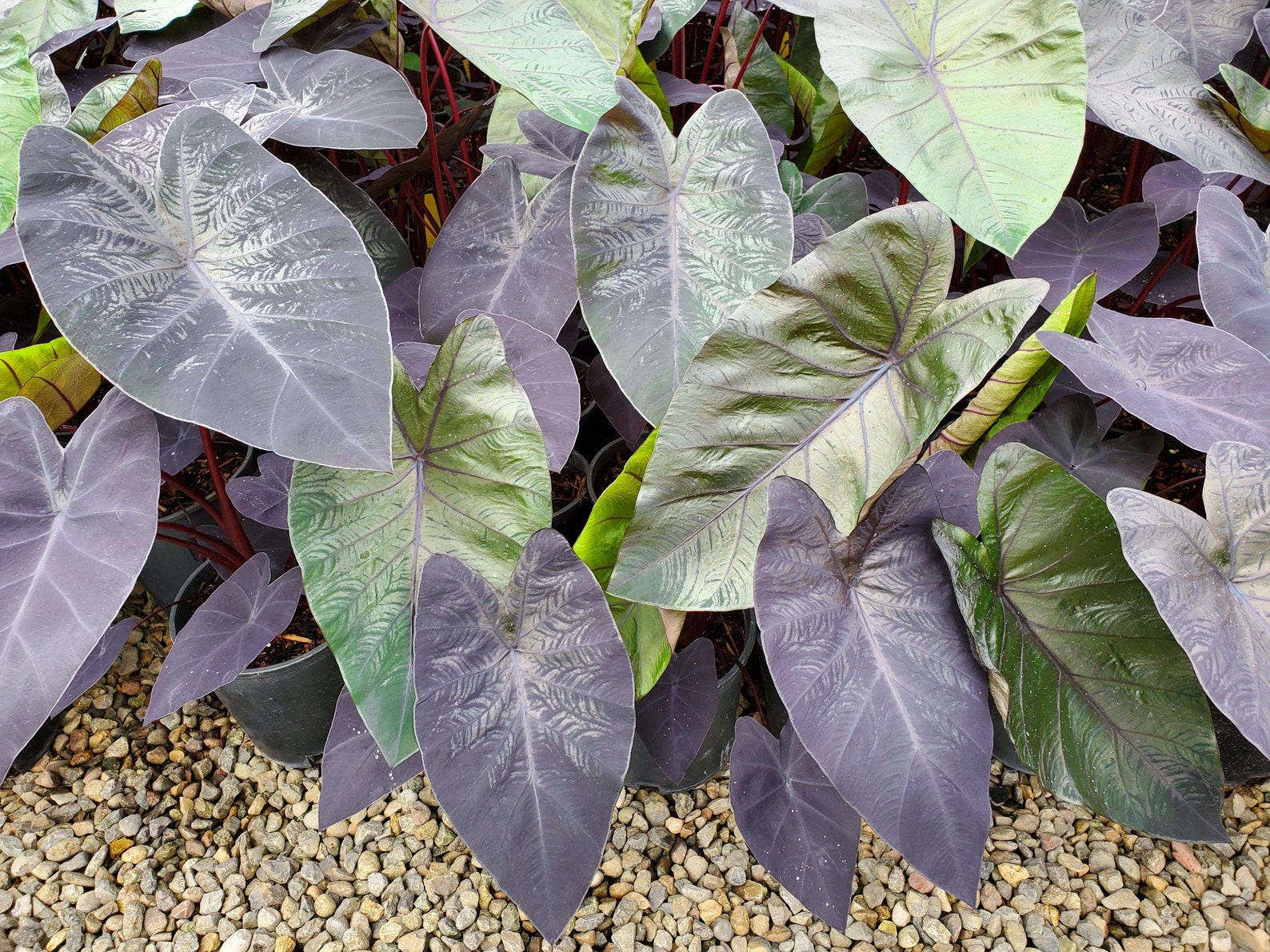 RARE Electric Blue Gecko Colocasia esculenta Taro LIVE Etsy