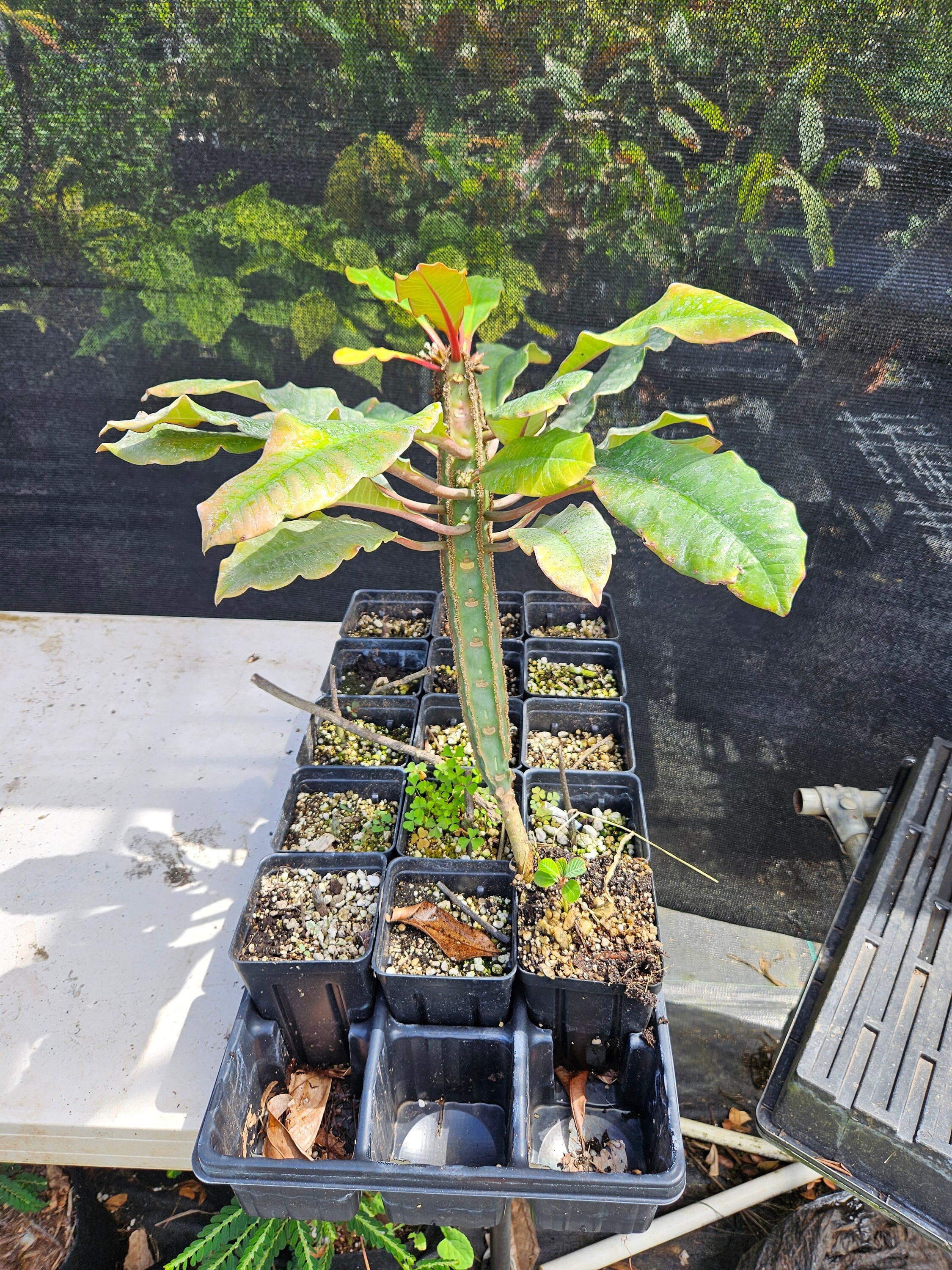 Madagascar Jewel plant Euphorbia leuconeura rooted in a small pot