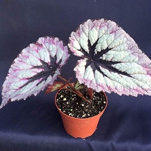 FIREWOMAN Begonia Small Potted Beautiful LIVE HOUSEPLANT Harmony's Rex image 2