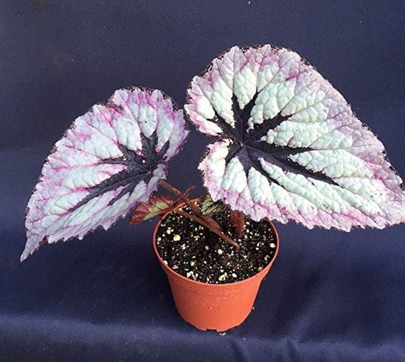 FIREWOMAN Begonia Small Potted Beautiful LIVE HOUSEPLANT Harmony's Rex image 2