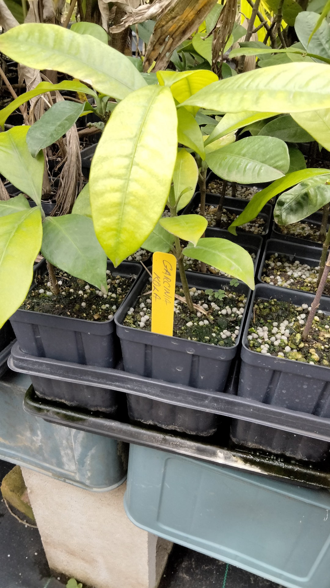 LIVE Garcinia Kola 'bitter Kola' Tree 1824 Inches Tall Wellrooted in