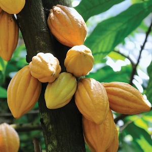 Theobroma Cacao Chocolate Tree Cocoa LIVE PLANT Food of the Gods image 1