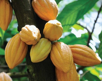 Theobroma Cacao Chocolate Tree Cocoa LIVE PLANT Food of the Gods
