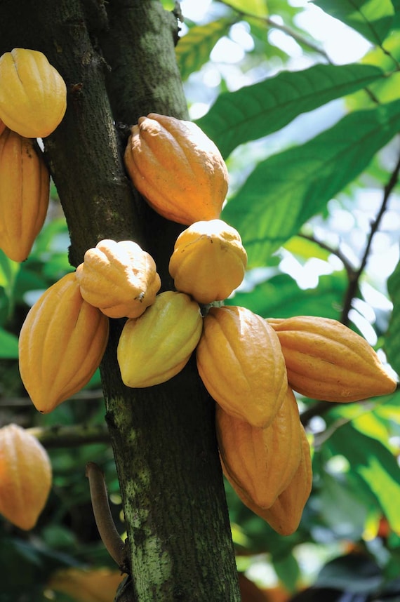 Theobroma Cacao Chocolate Tree Cocoa LIVE PLANT Food of the Gods