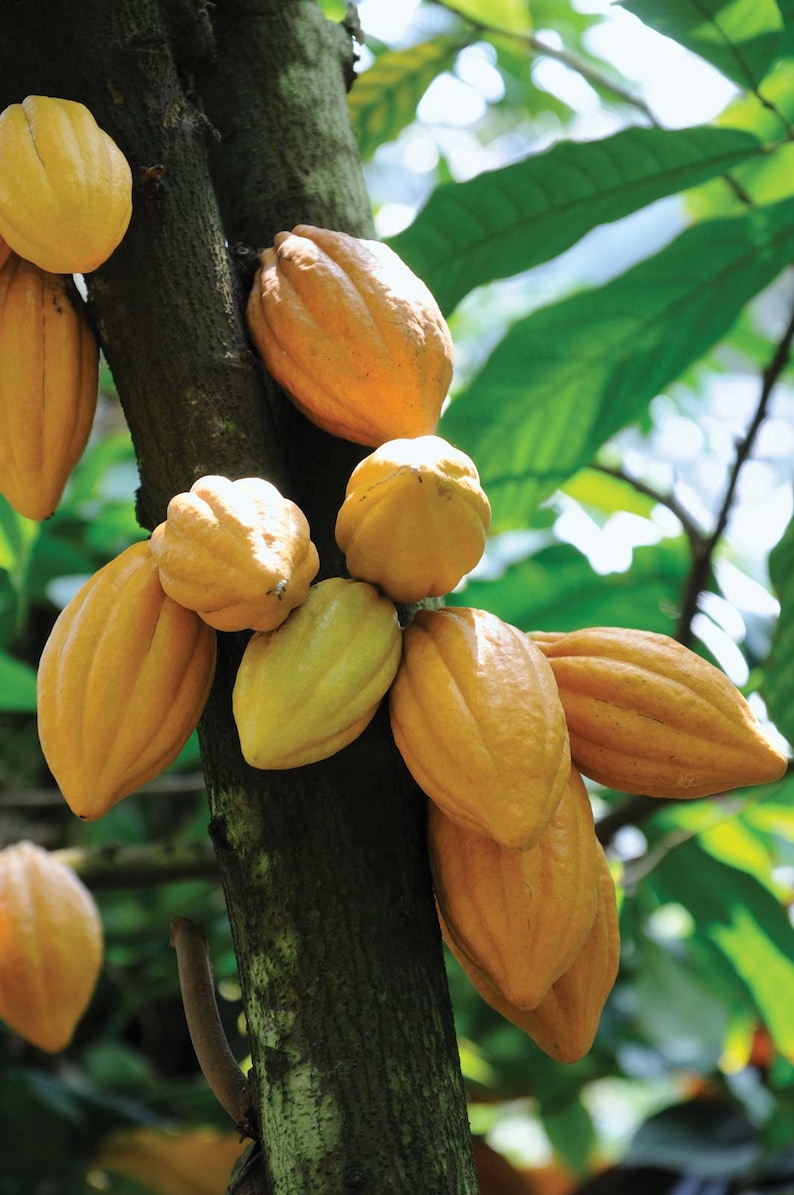 Theobroma Cacao Chocolate Tree Cocoa LIVE PLANT Food of the Gods image 1