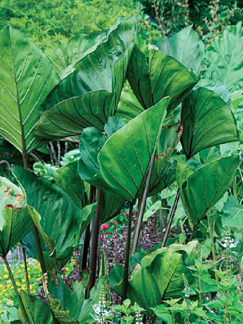 Teacup TARO Colocasia Esculenta ELEPHANT EAR Live Potted Plant Etsy