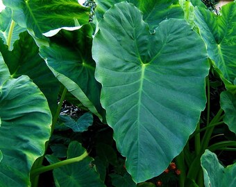 Chinese Bun Long Taro Colocasia esculenta ELEPHANT EAR small potted plant