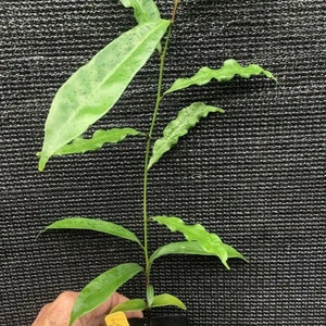 Lawulu 'Chrysophyllum roxburghii' Indian Star Apple Fruit LIVE PLANT Potted about 18 inches image 4