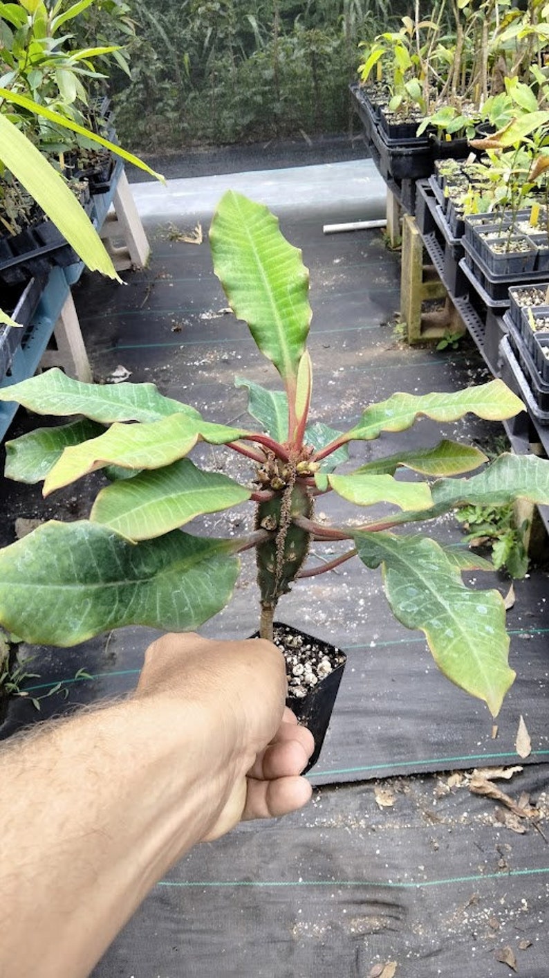 Small Madagascar Jewel plant Euphorbia leuconeura