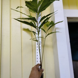Caryota Mitis 'FISHTAIL PALM' plant about 30-34 inches tall in a small 2 inch pot well-rooted image 2