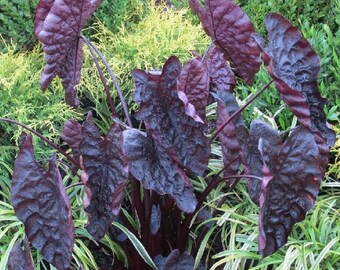 Black Ripple Taro Colocasia 'Puckered Up' HAWAIIAN ELEPHANT EAR small potted plant