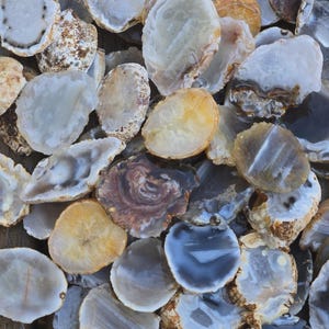 May include: A collection of polished agate slices in various shapes and sizes. The stones feature translucent and opaque bands in shades of white, gray, brown, and yellow, with rough, textured outer edges surrounding the smooth, flat surfaces.