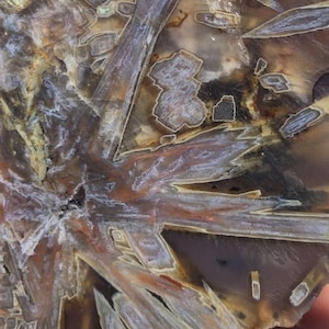 May include: A polished agate slab featuring a starburst pattern of elongated, translucent crystal formations in shades of brown, tan, and cream. The mineral specimen displays intricate, sharp geometric inclusions and a smooth, semi-translucent surface.