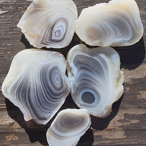 May include: Five polished agate slices featuring translucent white and grey concentric banding patterns. Each stone displays unique, organic, irregular shapes with smooth, rounded edges and varying layers of light and dark mineral deposits.