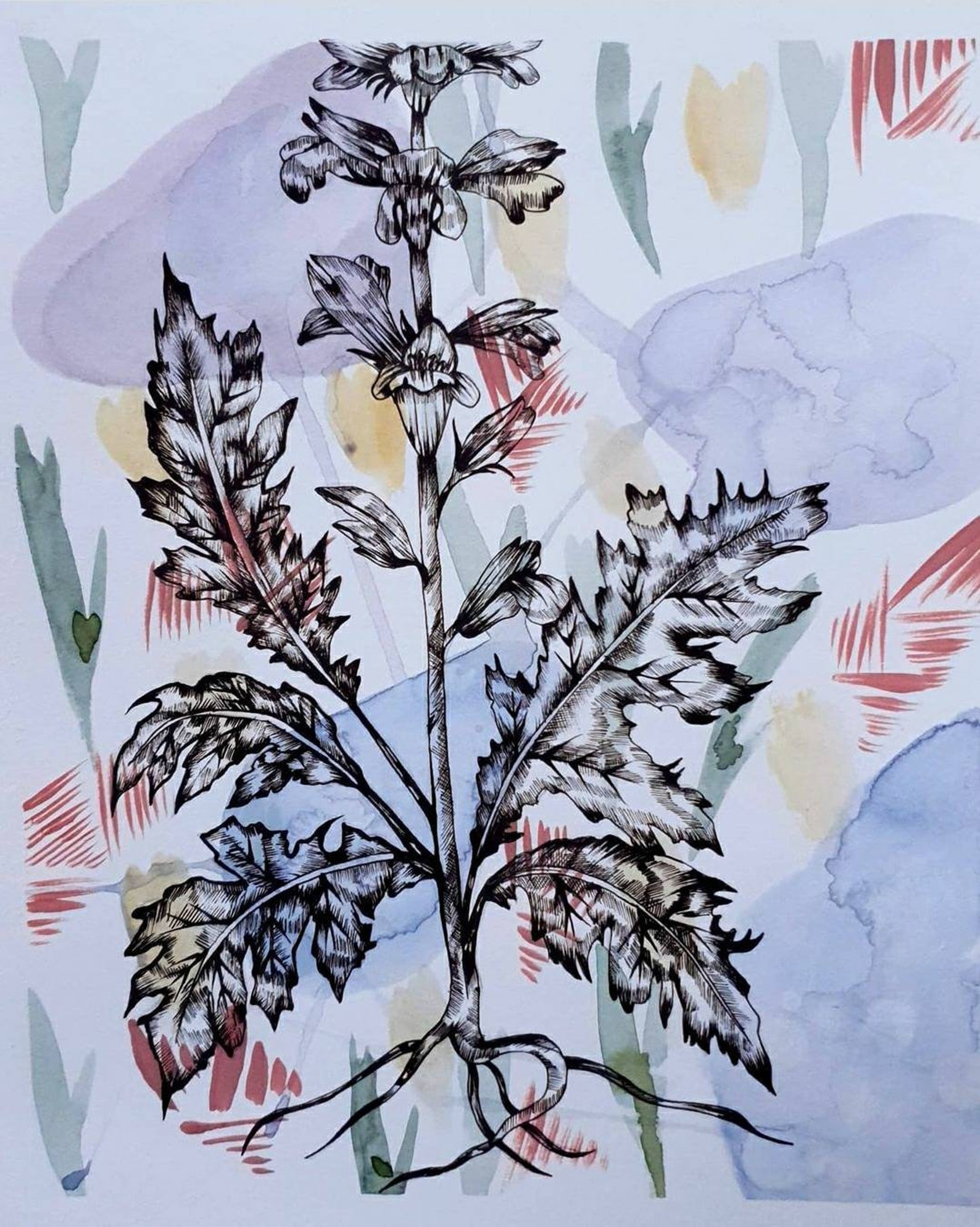 Acanthus Mollis // Illustration originale A4 | Etsy