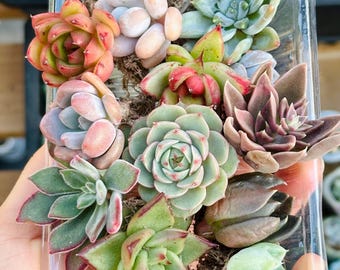Colourful Fleshy Succulents Bundle - Etsy UK