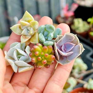 May include: A collection of six succulent plants in a variety of colours, including green, pink, and red. The succulents are arranged in a hand, with the tips of the leaves visible.