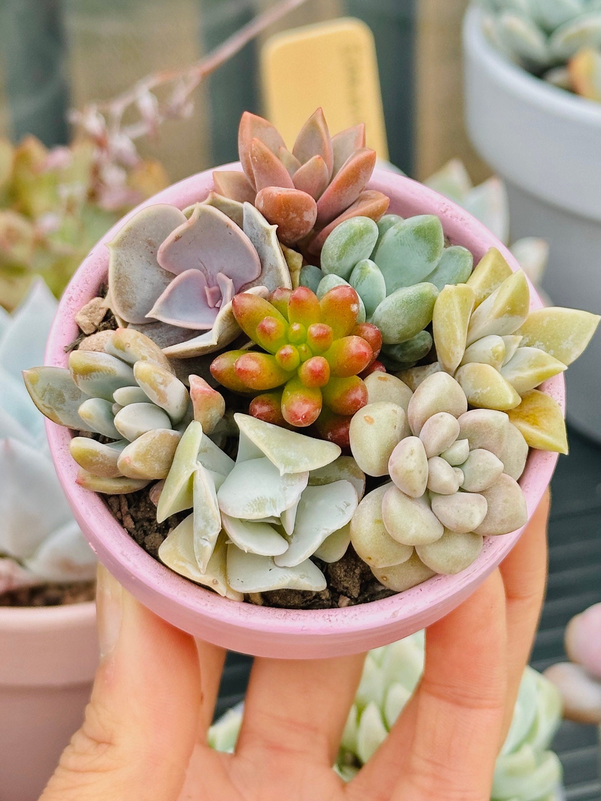Succulent Palette - Etsy UK
