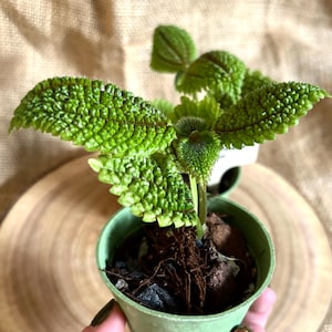 May include: A small green potted plant with textured, bright green leaves and reddish veins. The plant is in a light green pot, held by a hand. The background is a wooden slice and a burlap cloth.