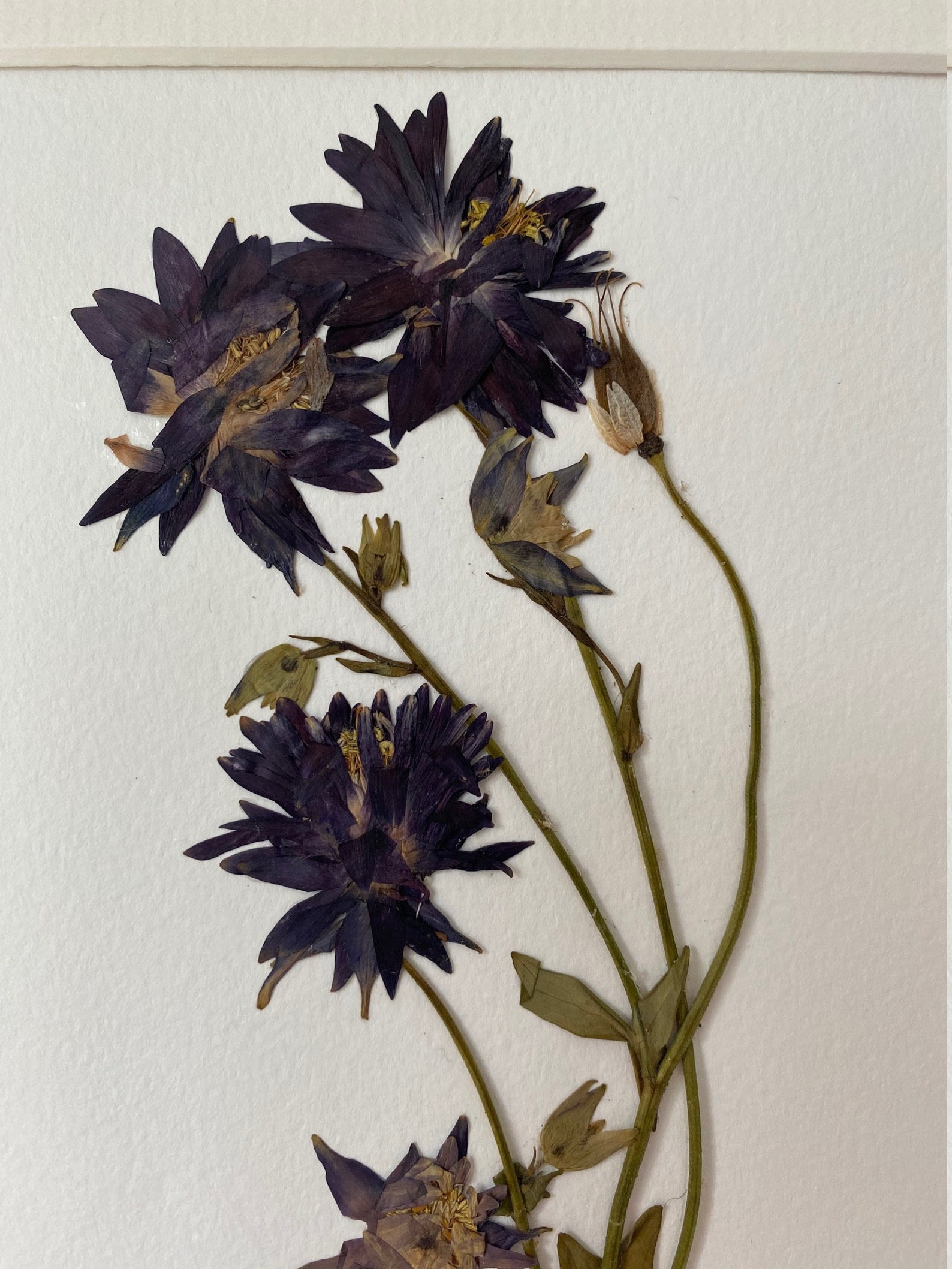 Botanical Art Pressed Flower Deep Purple Columbine - Etsy UK