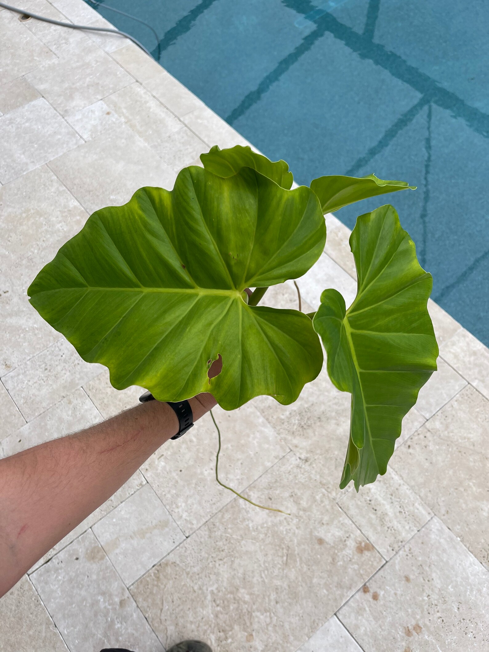 Philodendron Subincisum Wilsonii Mid Cutting | Etsy