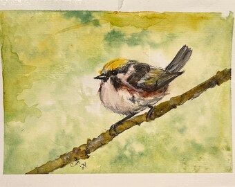 Chestnut-sided warbler