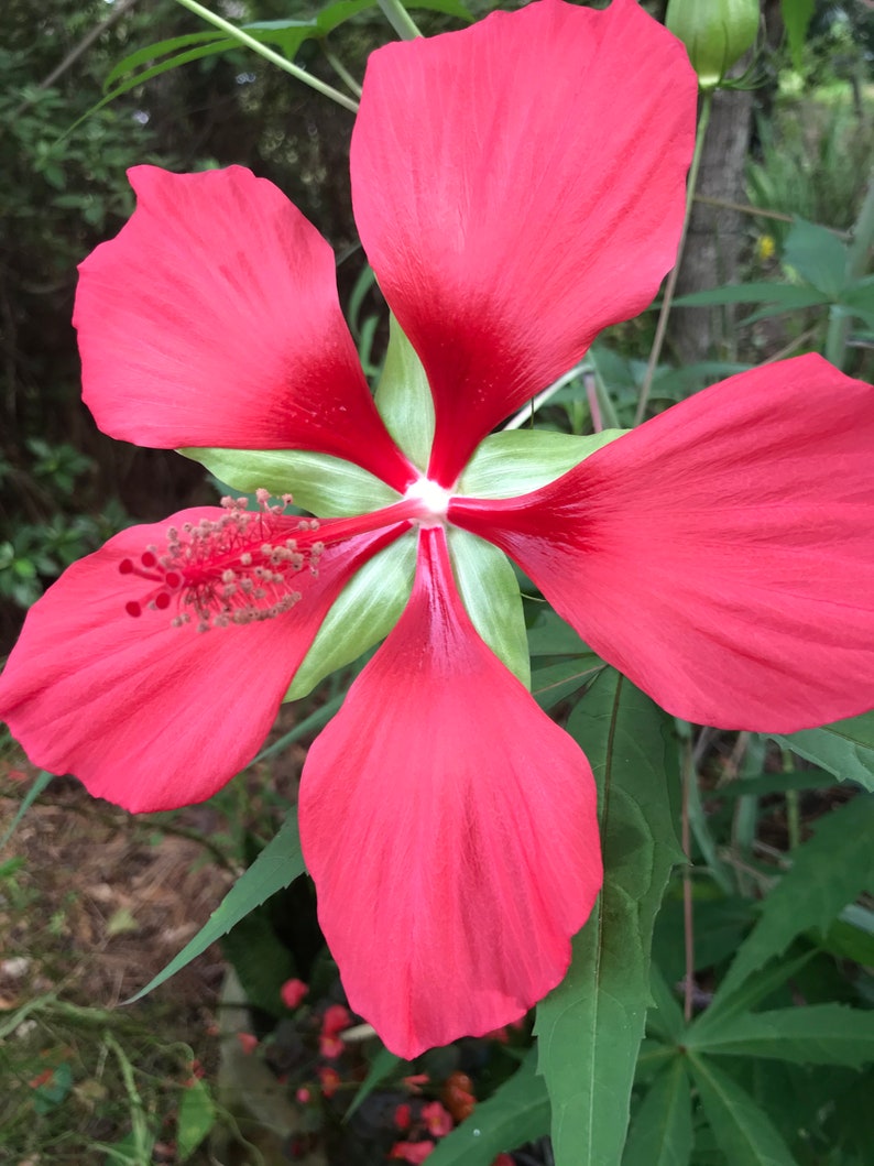 Texas Star Hibiscus Seeds Hibiscus coccineus Etsy