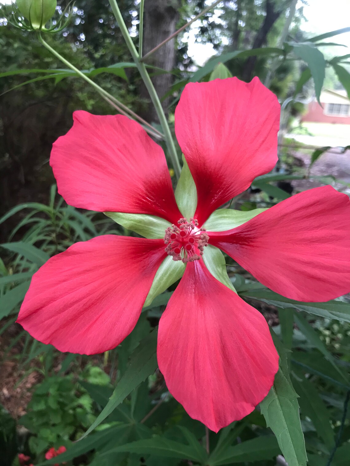 Texas Star Hibiscus Seeds Hibiscus coccineus | Etsy