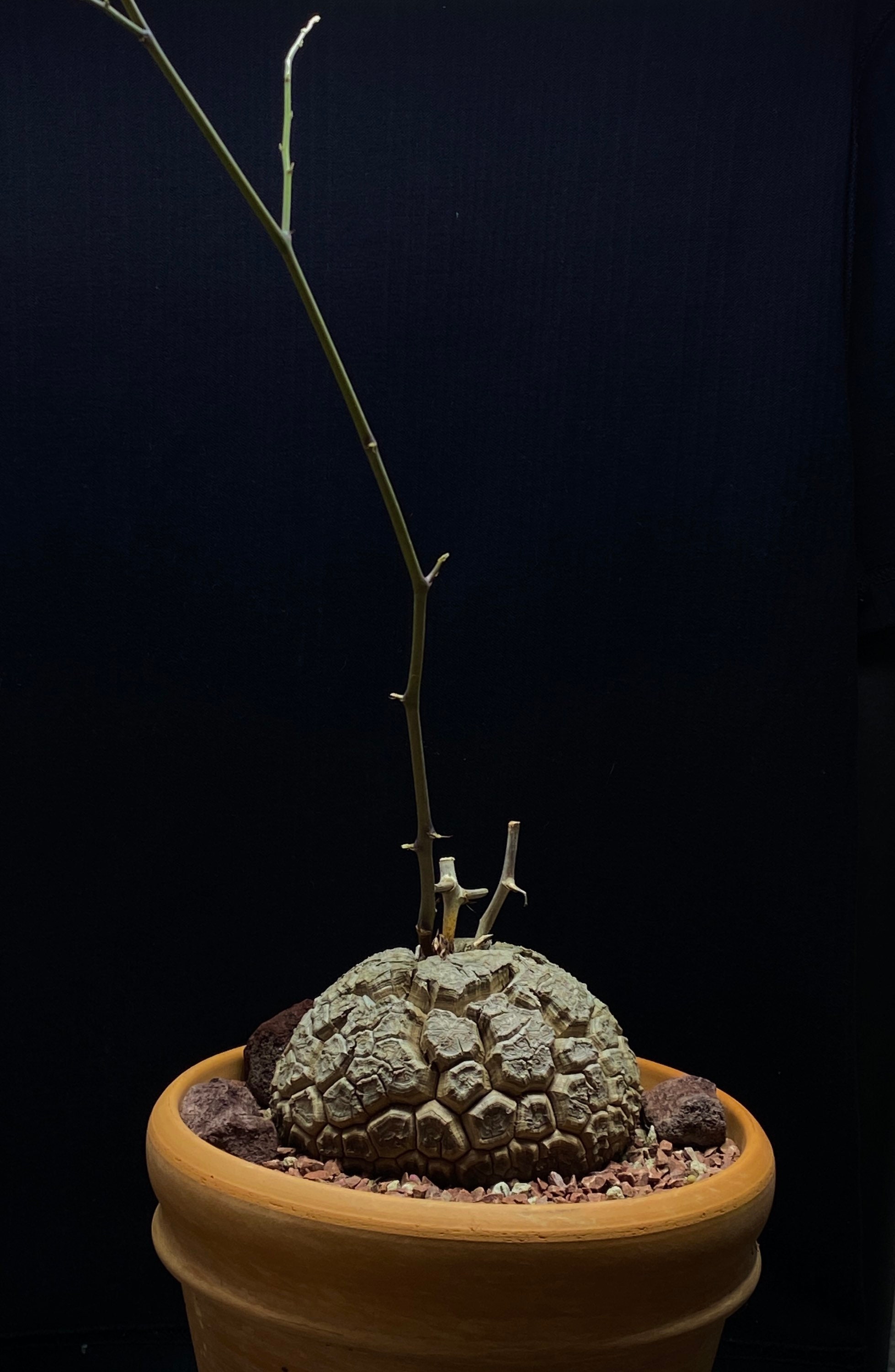 RARE Dioscorea Elephantipes aka Elephants foot Large Caudex Etsy