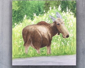 Moose Painting, Original Watercolor, 7 x 7 inches, Wild Life, Animal, Wall Art, Nature lover gift