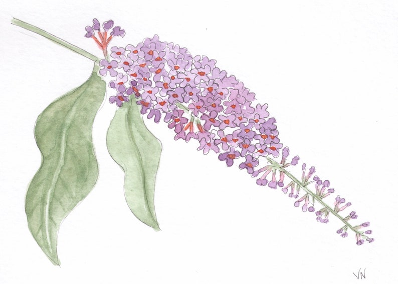 Framable Butterfly Bush Botanical Floral decor Poppies /& Sweet Peas Hand-painted cards 3 Watercolor Originals Pastel Floral realism
