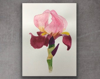 Pink Iris Painting, Original Watercolor, 12 x 9 inches, Botanical Style, Floral Decor, Wall, Shelf  Art,